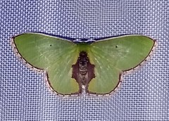 Synchlora astraeoides