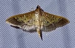 Diacme mopsalis