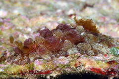 Dendrodoris tuberculosa