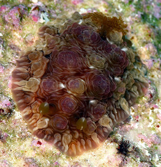 Dendrodoris tuberculosa