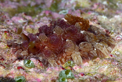 Dendrodoris tuberculosa