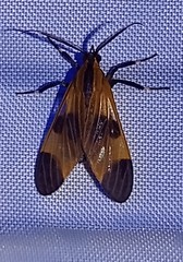 Dycladia correbioides