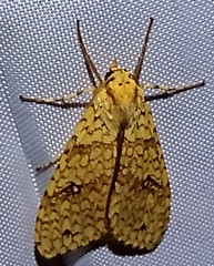 Lophocampa citrina