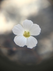 Sabulina californica
