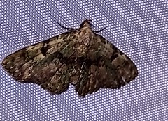 Metalectra marginata