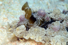 Dendrodoris tuberculosa