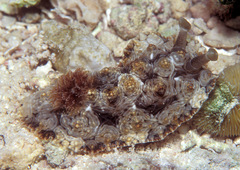 Dendrodoris tuberculosa