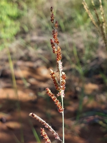 Image of Urochloa serrata by (c) Manuel R Popp, some rights reserved (CC BY)
