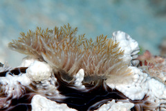 Dendrodoris tuberculosa