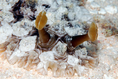 Dendrodoris tuberculosa