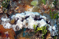 Dendrodoris tuberculosa