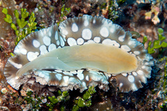 Dendrodoris tuberculosa