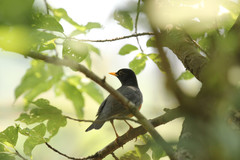 Turdus dissimilis