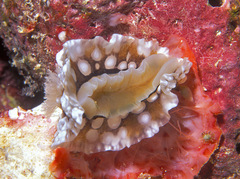 Dendrodoris tuberculosa