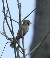 Paradoxornis guttaticollis