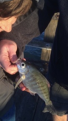 Hyperprosopon argenteum