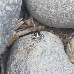 Bagrada hilaris