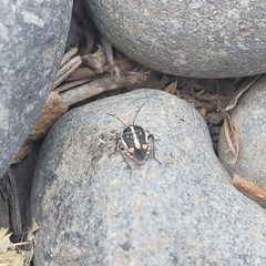 Bagrada hilaris