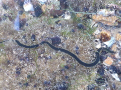 Eulalia microphylla
