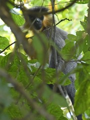 Trachypithecus pileatus