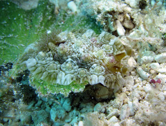 Dendrodoris tuberculosa