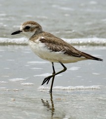 Charadrius mongolus