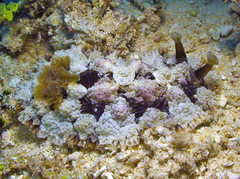 Dendrodoris tuberculosa