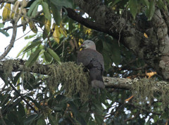 Ducula badia