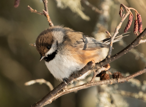 Boreal Chickadee