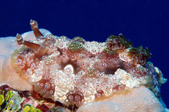 Dendrodoris tuberculosa