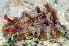 Dendrodoris tuberculosa