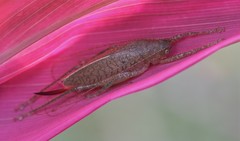 Thamnobates subfalcata