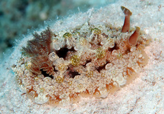 Dendrodoris tuberculosa