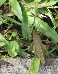 Thamnobates subfalcata