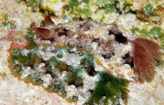 Dendrodoris tuberculosa