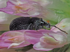 Otiorhynchus pinastri