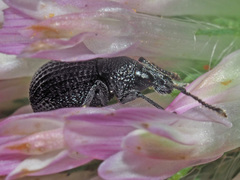Otiorhynchus pinastri