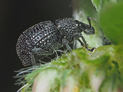 Otiorhynchus pinastri