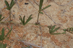 Listia heterophylla