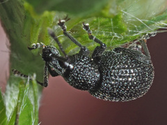 Otiorhynchus pinastri