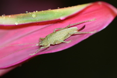 Thamnobates subfalcata