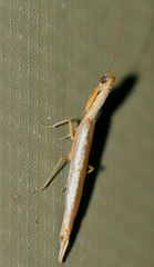 Galepsus