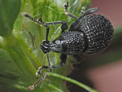 Otiorhynchus pinastri