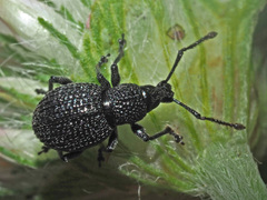 Otiorhynchus pinastri