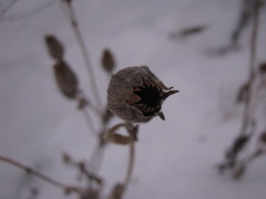 Magnoliopsida