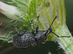 Otiorhynchus pinastri