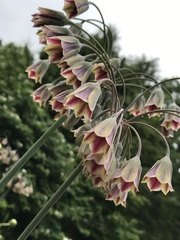 Allium siculum dioscoridis