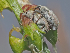 Tychius breviusculus