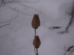 Magnoliopsida