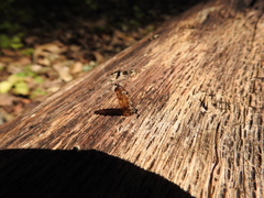 Sesiidae